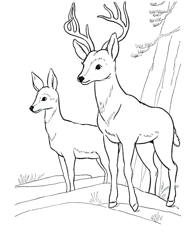 Wild Animals Coloring Pages Wild Animal Safari Coloring Pages 670x820 Wild Animals Coloring Pages Wild Animal Safari Coloring Pages