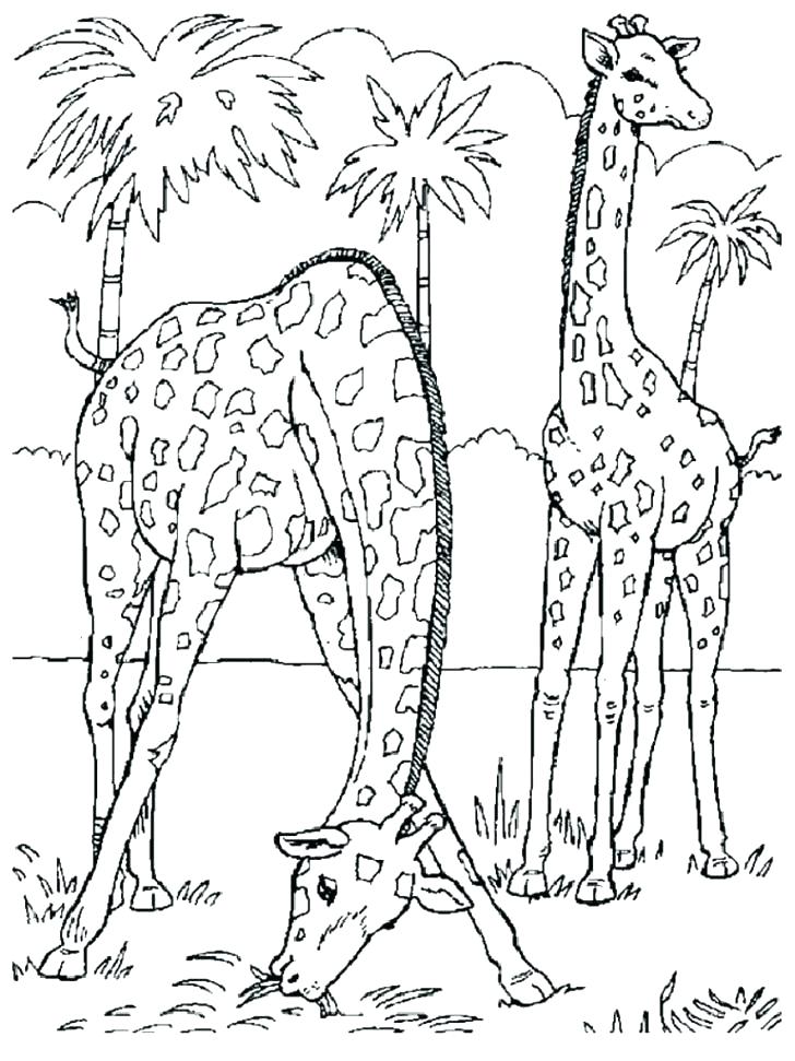 Wildlife Coloring Pages Coloring Book Zoo Animals Plus Coloring 728x971 Wildlife Coloring Pages Coloring Book Zoo Animals Plus Coloring