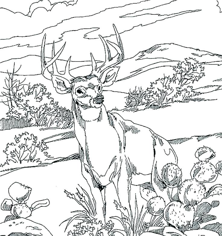 Wildlife Coloring Pages Forest Animals Coloring Pages Forest 736x783 Wildlife Coloring Pages Forest Animals Coloring Pages Forest