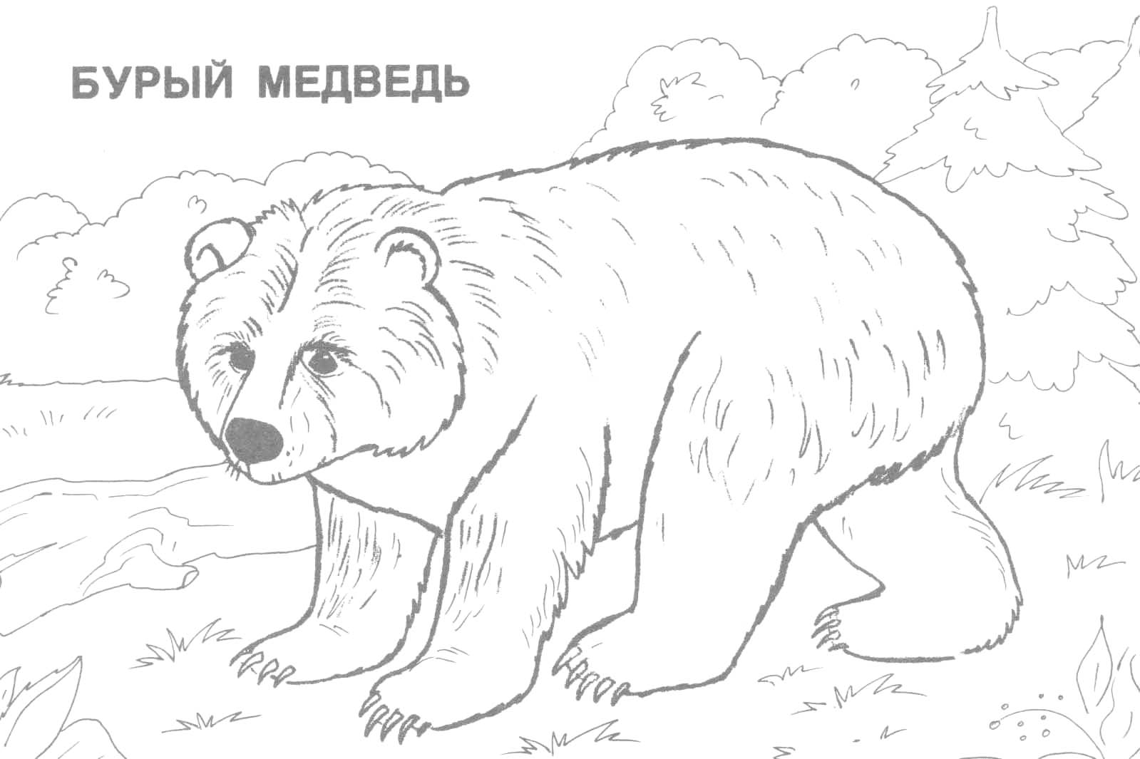 Wild Animals Coloring Pages Just Colorings 1599x1065 Wild Animals Coloring Pages Just Colorings