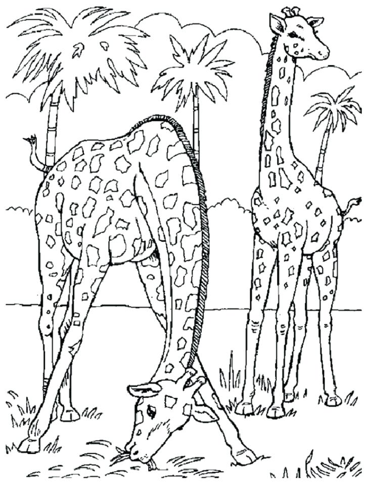 Coloring Pages Animals Jungle Animals Coloring Pages For Kids Wild 728x971 Coloring Pages Animals Jungle Animals Coloring Pages For Kids Wild