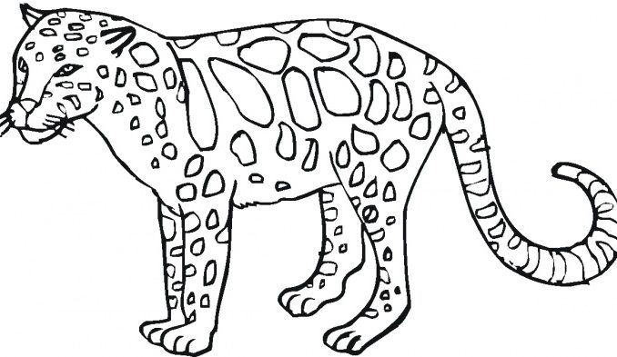 Coloring Pages Of Wild Animals Wild Animal Coloring Pages 678x393 Coloring Pages Of Wild Animals Wild Animal Coloring Pages
