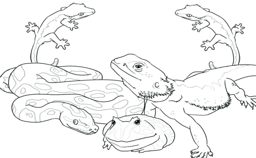 Reptile Coloring Pages Free Amphibians And Reptiles Coloring Pages 1024x631 Reptile Coloring Pages Free Amphibians And Reptiles Coloring Pages