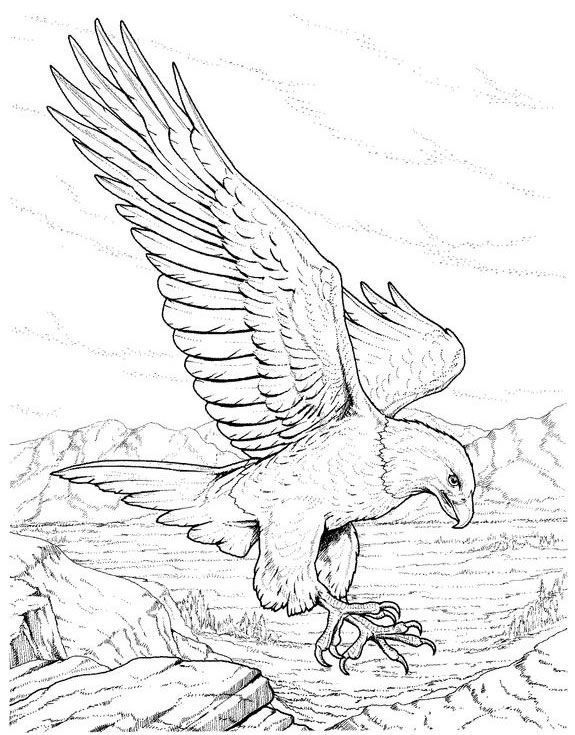 Wild Bird Coloring Pages