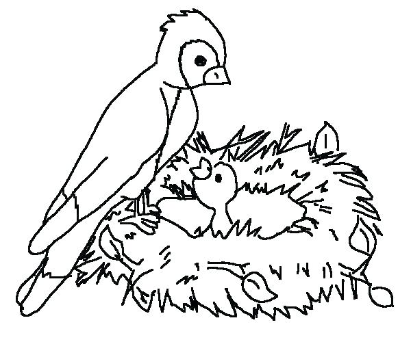 600x500 Wild Bird Coloring Pages For Adults Birdhouse
