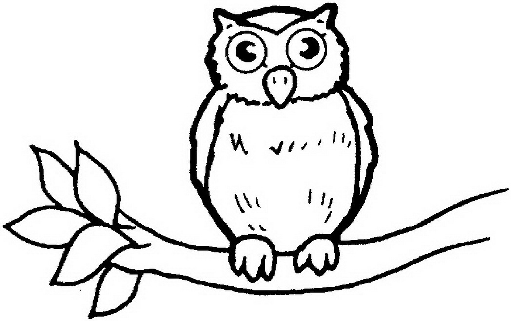 1048x659 Wild Animal Owl Bird Coloring Books Print 606602 Coloring Pages