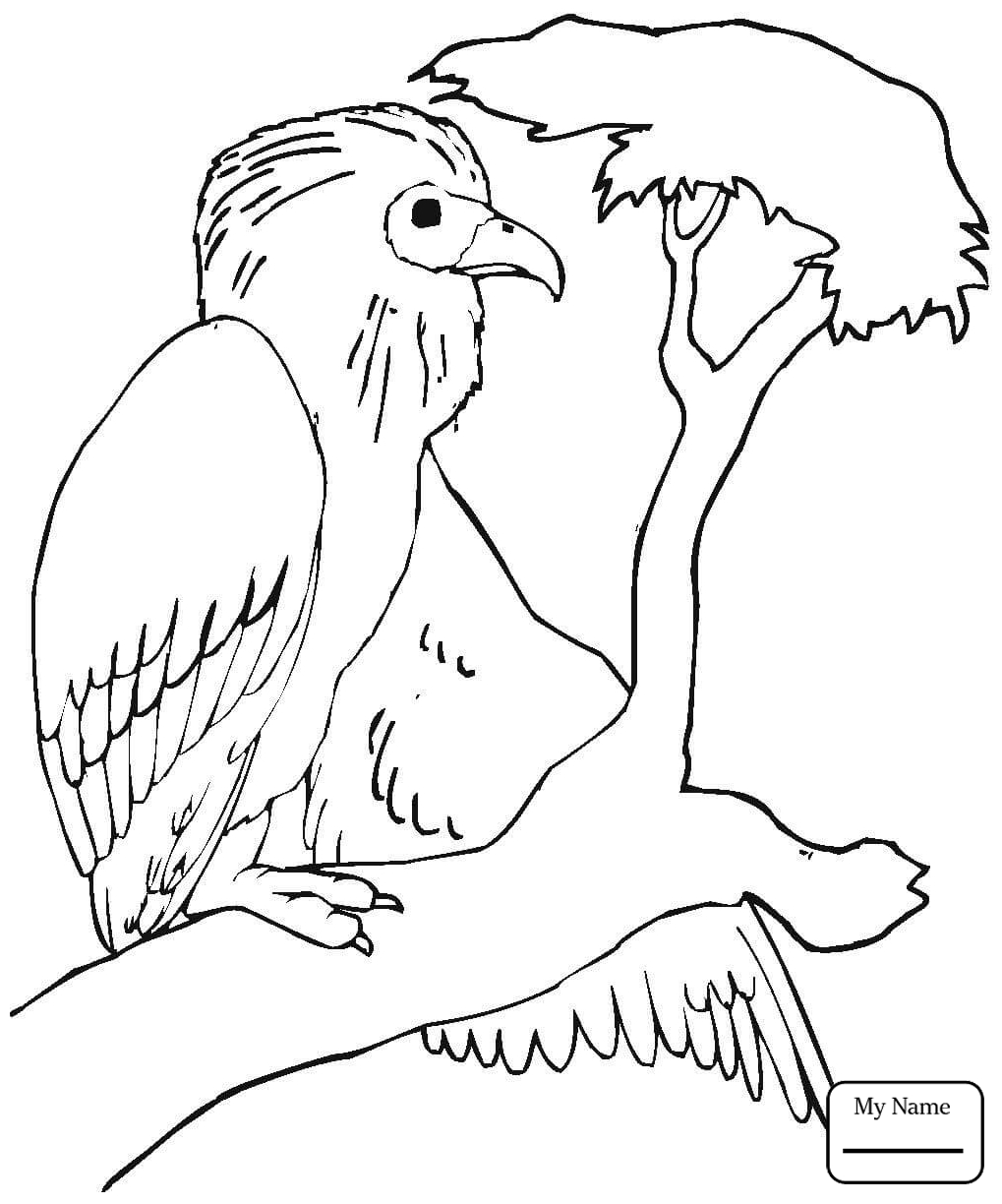 1019x1224 Cartoon Vulture Coloring Page Vector Illustration Free To Print