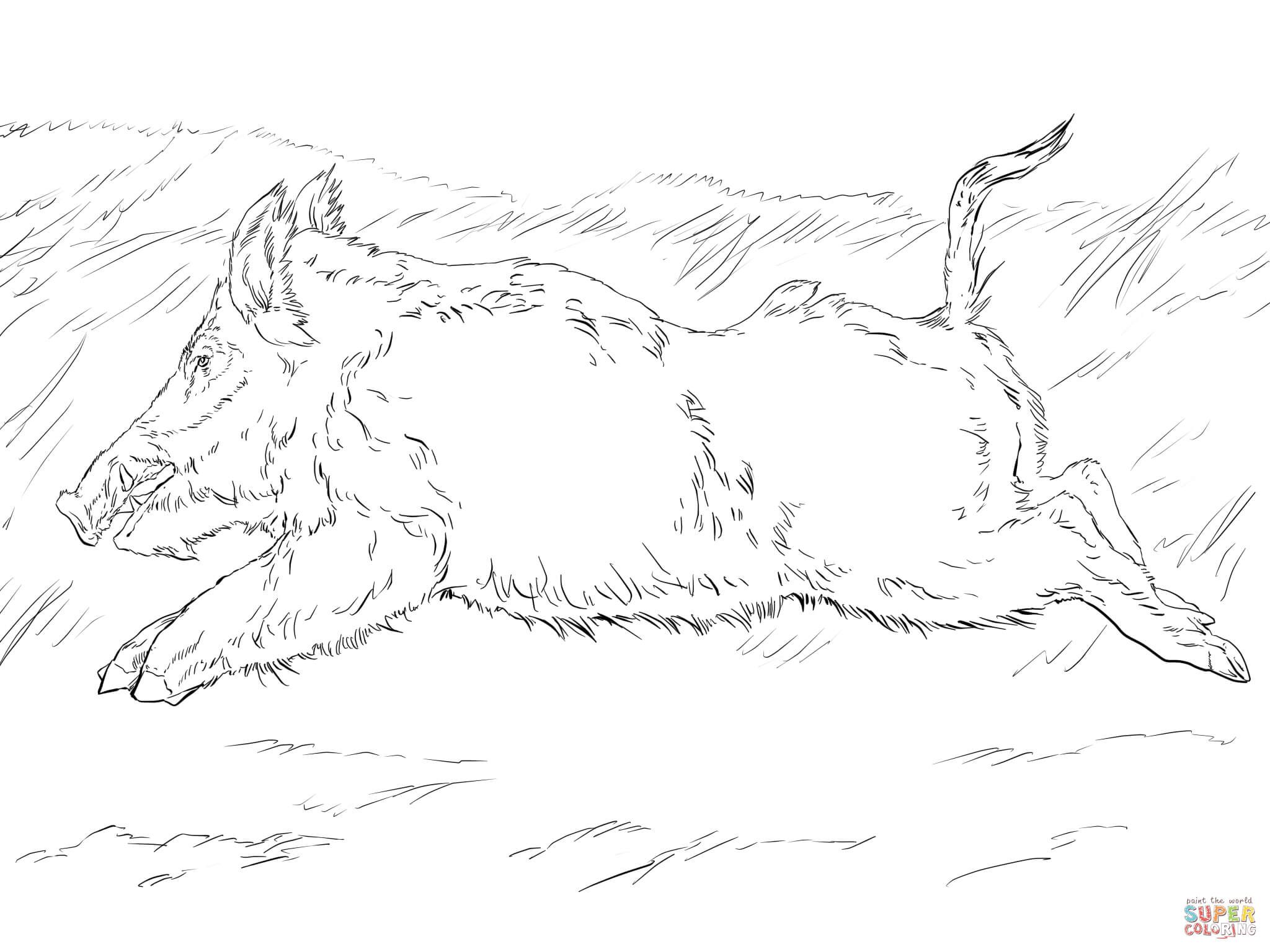 Running Wild Boar Coloring Page Free Printable Coloring Pages 2048x1536 Running Wild Boar Coloring Page Free Printable Coloring Pages