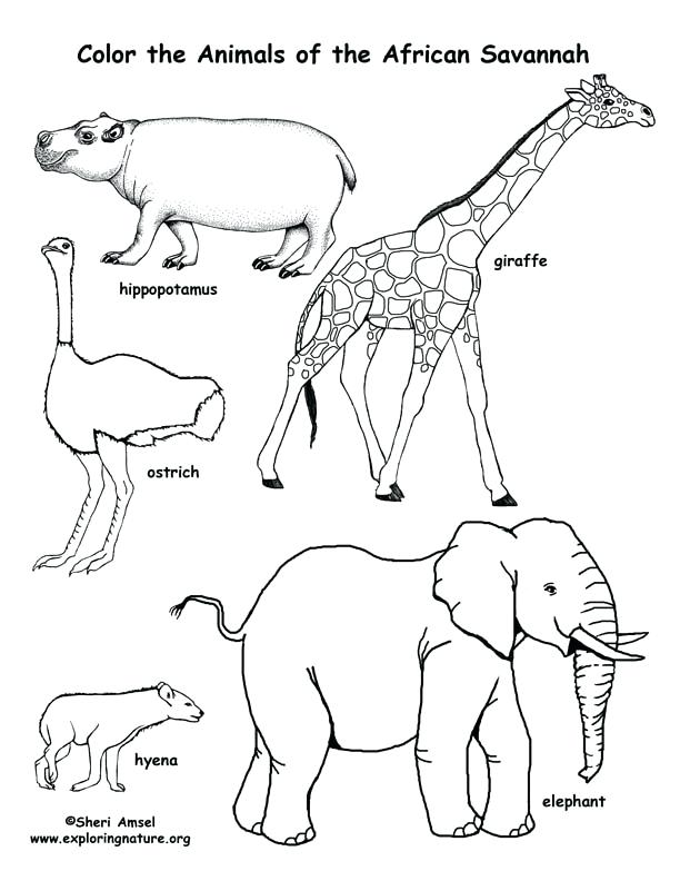 Wild Animal Coloring Pages Realistic Wild Animal Coloring Pages 612x792 Wild Animal Coloring Pages Realistic Wild Animal Coloring Pages