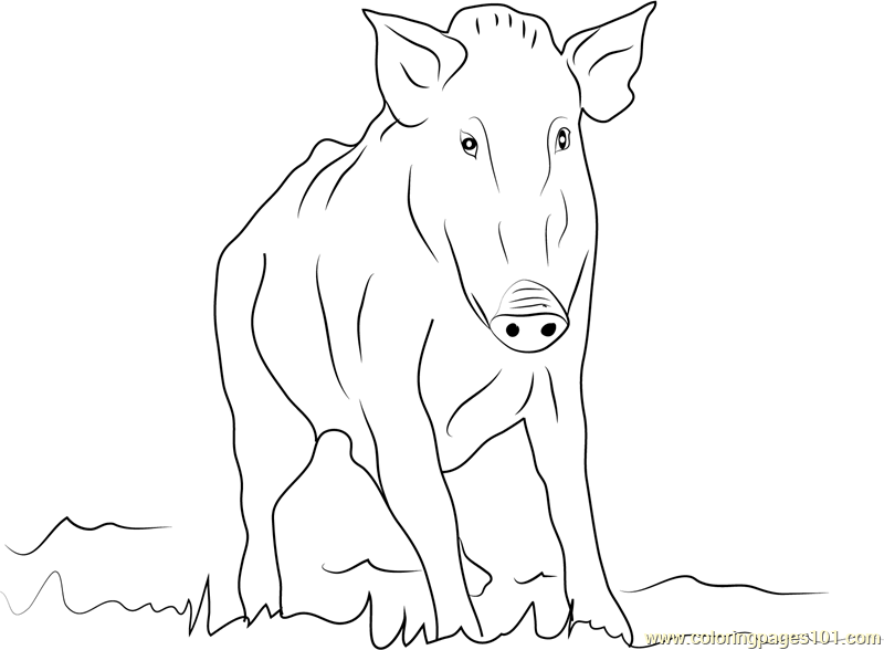 Wild Boar Coloring Page at GetColorings.com | Free printable colorings ...