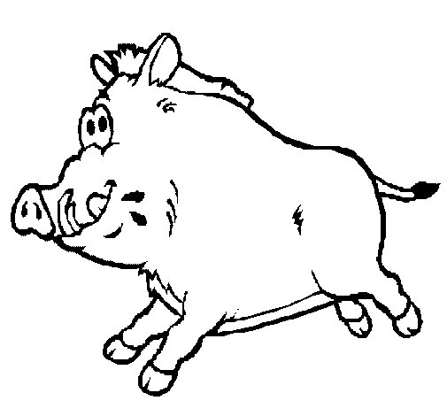Wild Boar Coloring Page 505x470 Wild Boar Coloring Page
