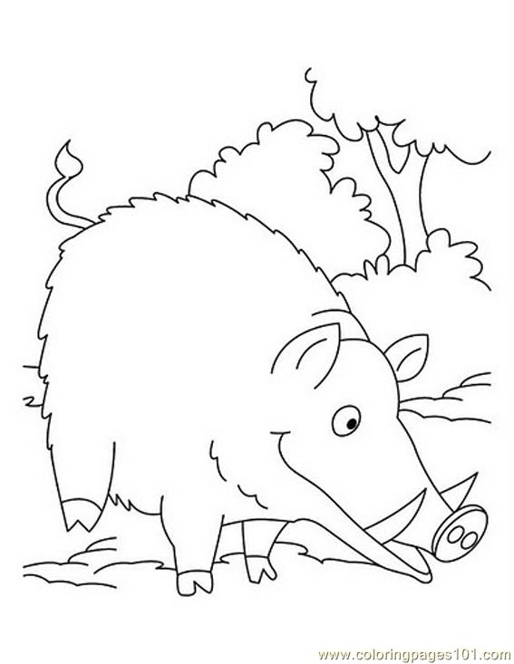 Wild Boar Eating Coloring Page 567x733 Wild Boar Eating Coloring Page