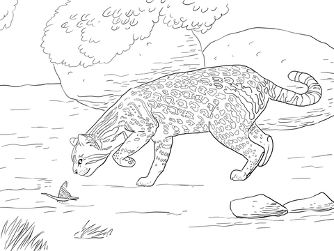 480x360 Ocelot With Butterfly Plays Coloring Page