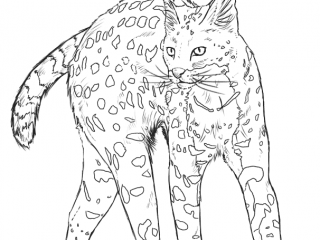 320x240 Wild Cat Coloring Pages Wild Cats Coloring Pages Free Coloring