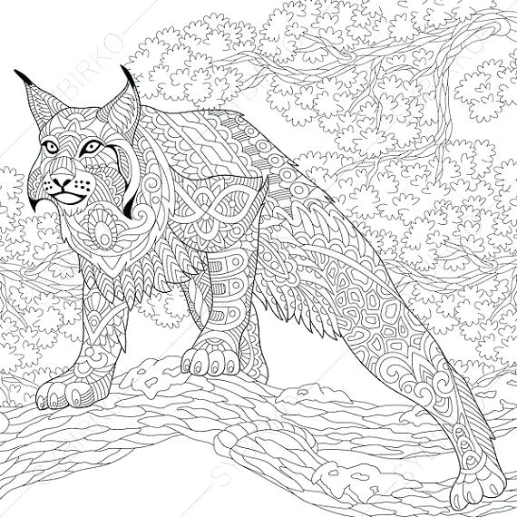 570x570 Wild Cats Coloring Pages Animal Coloring Pages Wildcat Lynx Bobcat