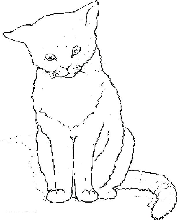 612x759 Realistic Cat Coloring Pages