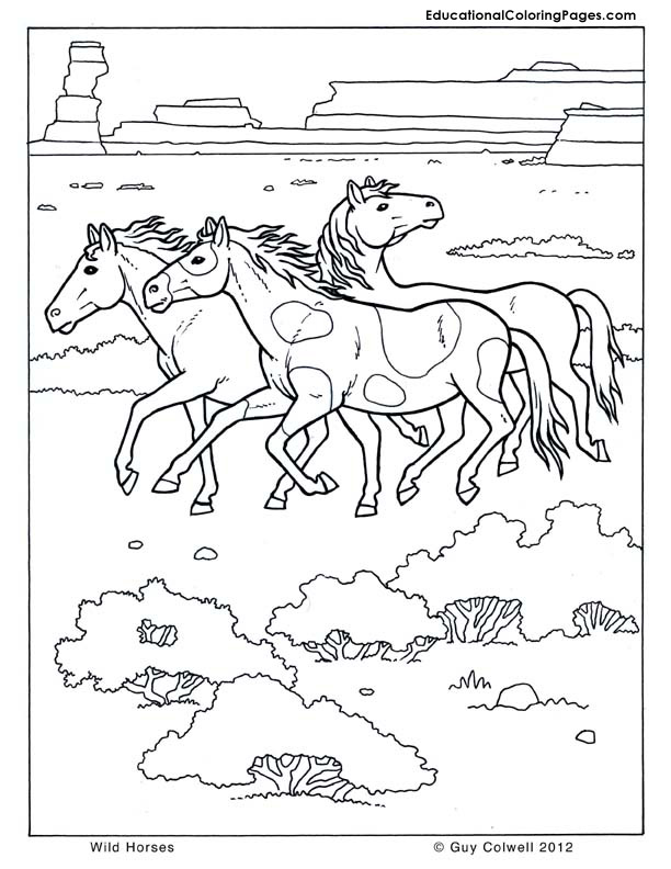 Wild Horses Coloring Pages 612x792 Wild Horses Coloring Pages