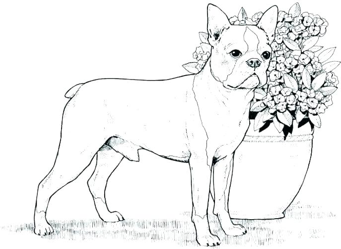Free Coloring Pages Dogs Free Coloring Pages Dogs Boxer Dog 687x501 Free Coloring Pages Dogs Free Coloring Pages Dogs Boxer Dog