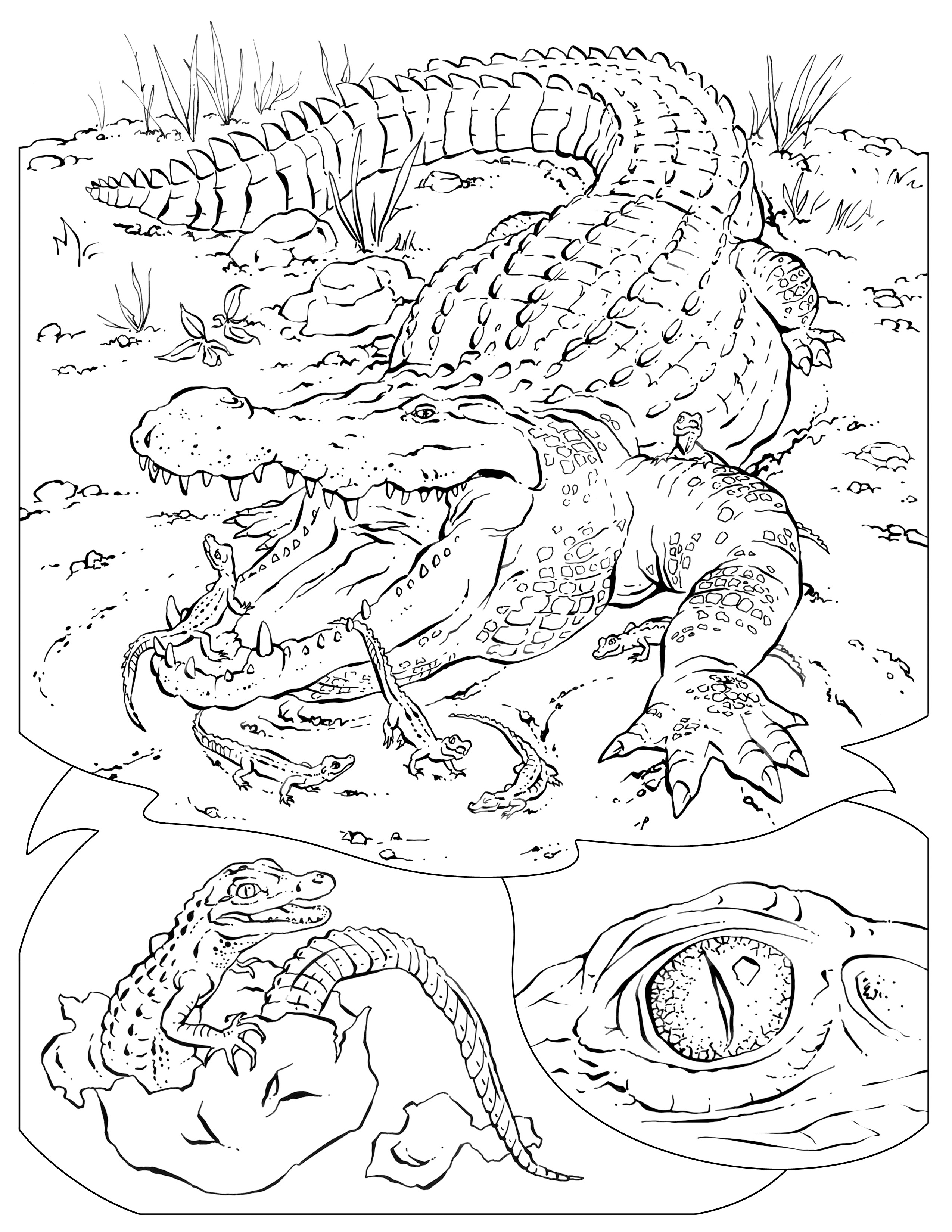 Fresh Call The Wild Coloring Pages Covers The Wild Coloring Page 2550x3300 Fresh Call The Wild Coloring Pages Covers The Wild Coloring Page