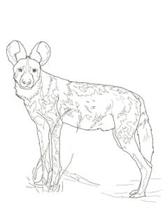 Musk Oxen Fighting Animal Colouring Pages Ox 236x315 Musk Oxen Fighting Animal Colouring Pages Ox