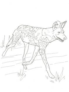 African Wild Dog Or Painted Hunting Dog 236x315 African Wild Dog Or Painted Hunting Dog