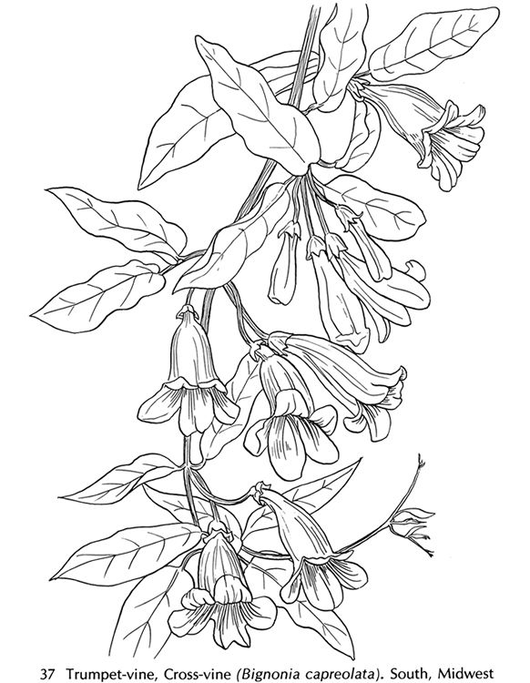 From American Wild Flowers Coloring Book Httpstore 582x750 From American Wild Flowers Coloring Book Httpstore