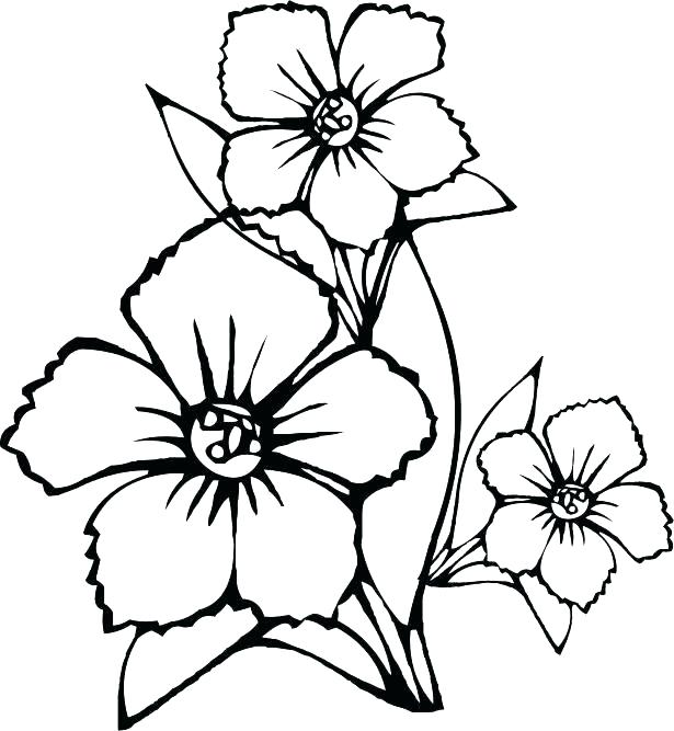 Printable Wildflower Coloring Pages Printable Coloring Wildflower 615x667 Printable Wildflower Coloring Pages Printable Coloring Wildflower
