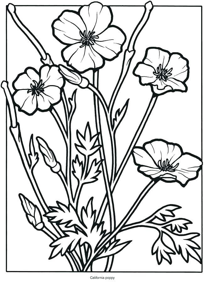 Wildflower Coloring Pages Printable Wildflower Coloring Pages 650x897 Wildflower Coloring Pages Printable Wildflower Coloring Pages