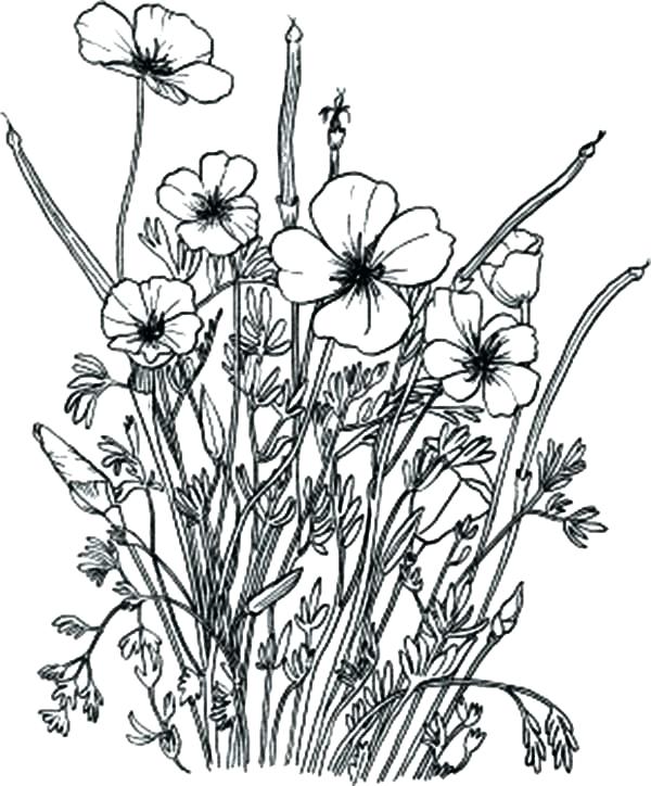 Wildflower Coloring Pages Wildflower Coloring Pages Bird 600x724 Wildflower Coloring Pages Wildflower Coloring Pages Bird