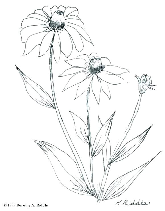 Wildflower Coloring Pages Wildflowers Preview Coloring Page Texas 580x742 Wildflower Coloring Pages Wildflowers Preview Coloring Page Texas
