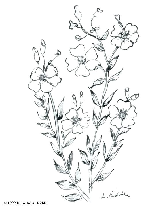 Wildflower Coloring Pages 580x720 Wildflower Coloring Pages