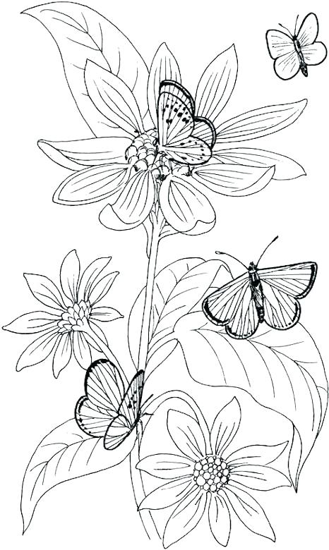 Wildflower Coloring Pages 466x780 Wildflower Coloring Pages