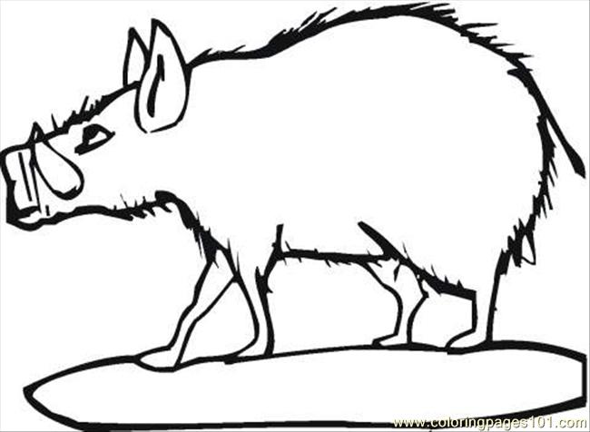 650x476 Wild Boar 2 Coloring Page Coloring Page