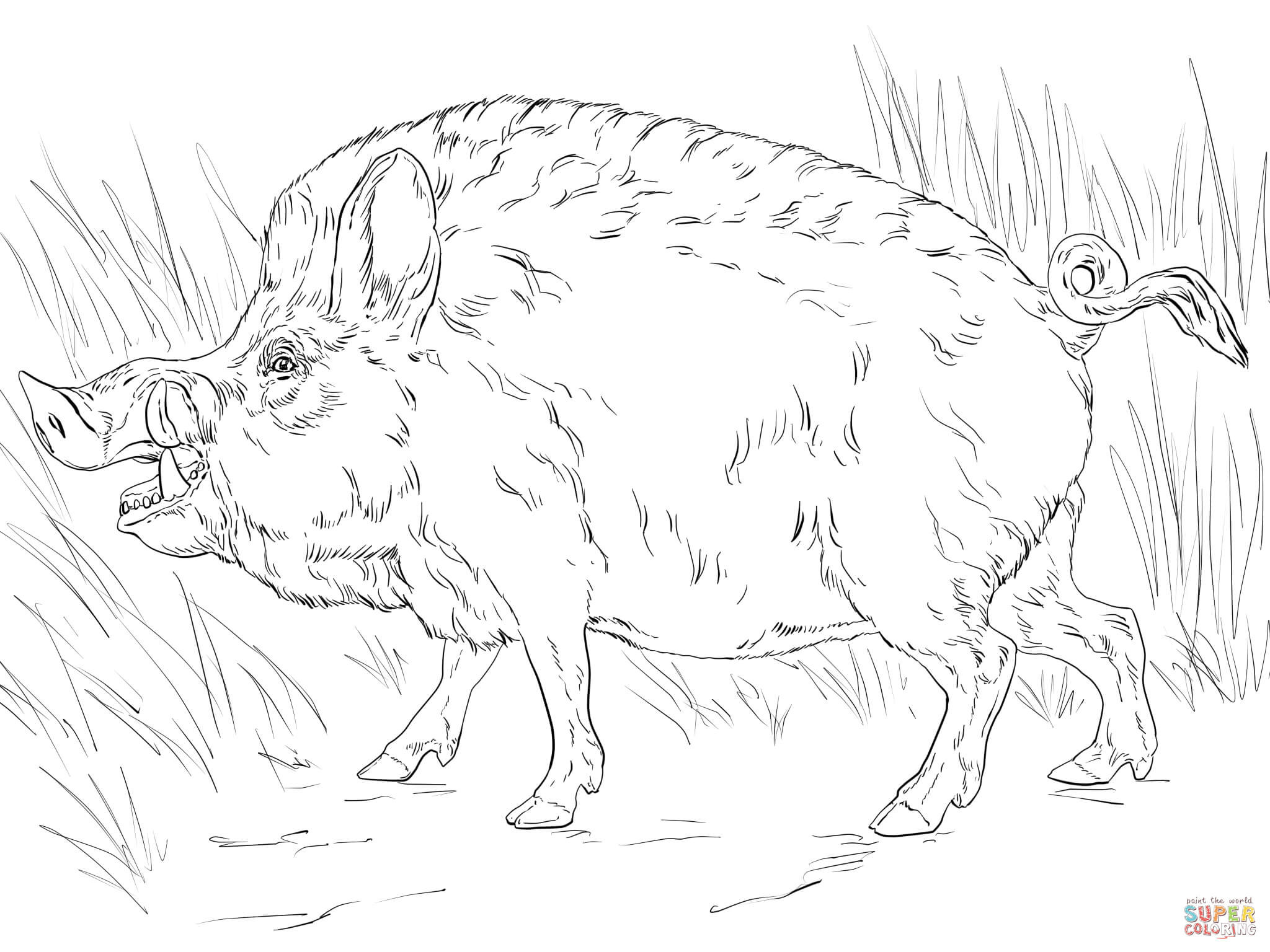 2048x1536 Big Wild Boar Coloring Page 17 Hog Pages