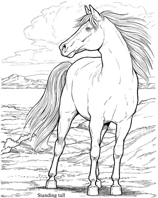 Wild Horses Coloring Pages 615x770 Wild Horses Coloring Pages