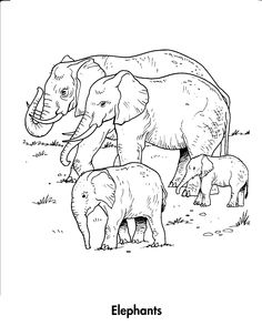 236x303 Warthog African Wild Pig Coloring Page Graphics And Objects