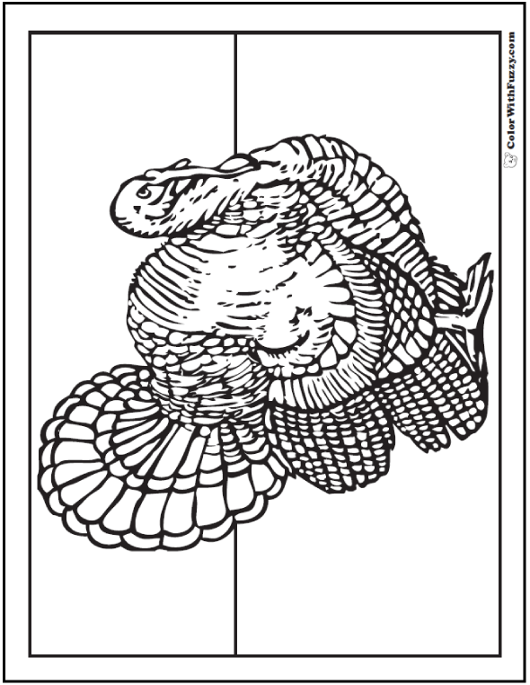Wild Turkey Coloring Pages