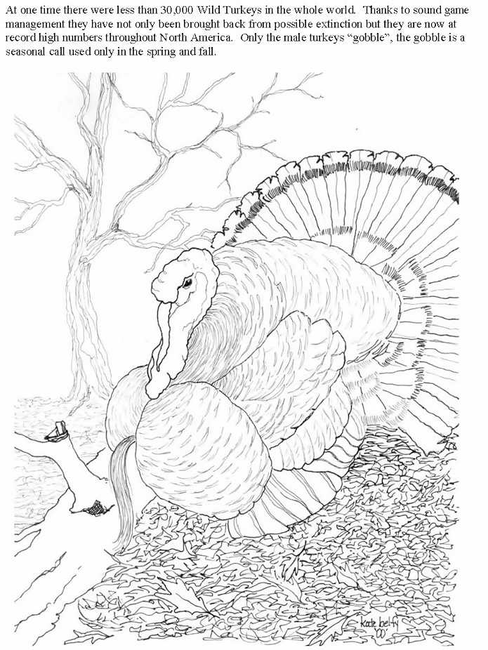 695x926 Wild Turkey Coloring Page Az Coloring Pages Coloring Page Wild