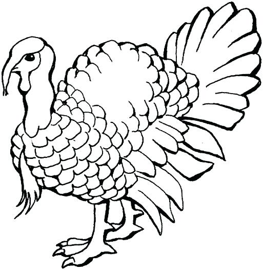 513x525 Wild Turkey Coloring Page Coloring Pages Of A Turkey Download