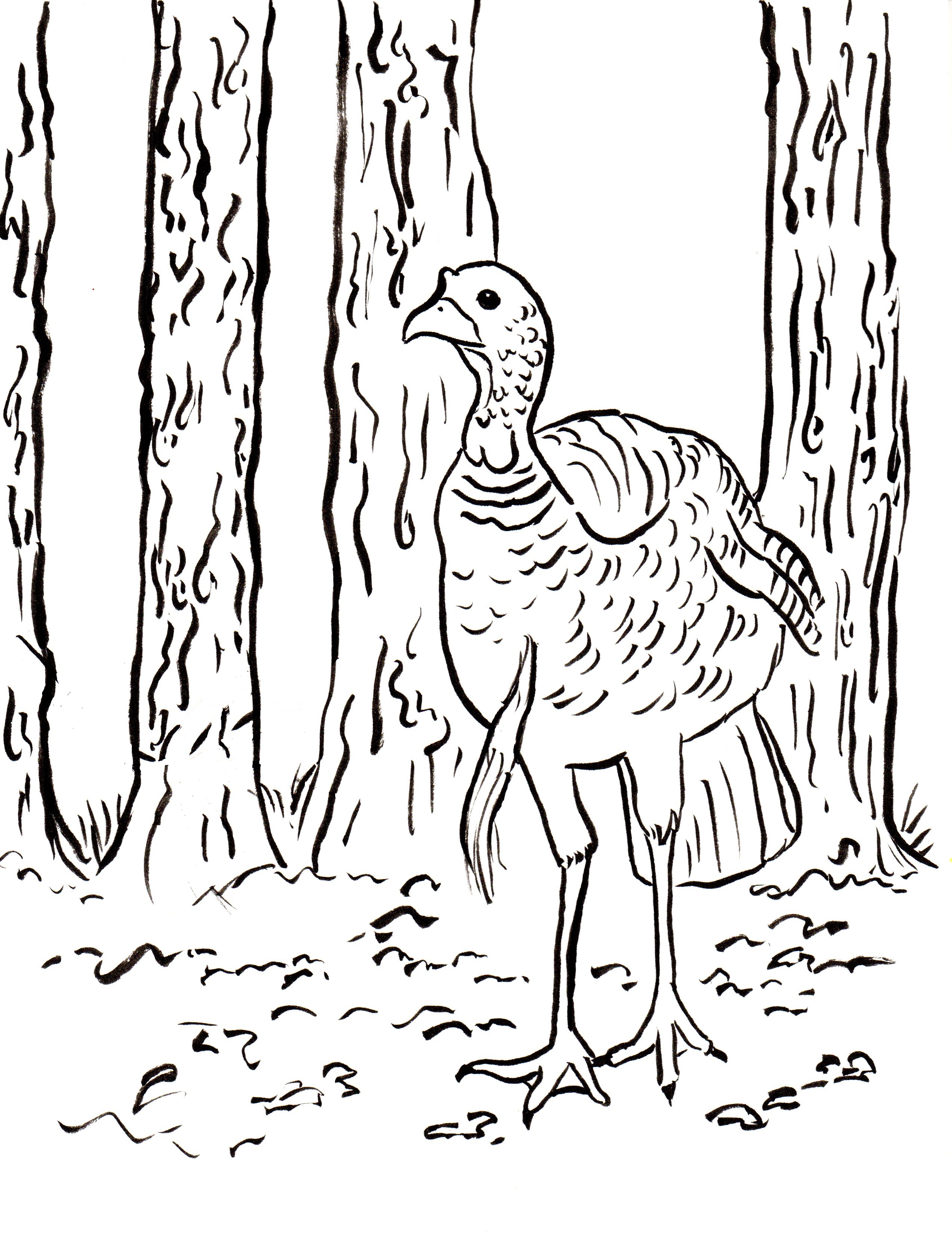 2545x3300 Wild Turkey Coloring Page For 0