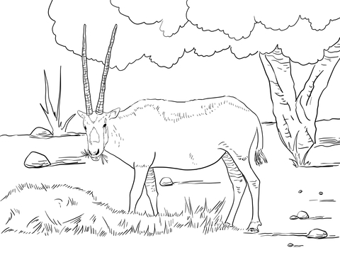 Realistic Arabian Oryx With Long Horn And Tree Coloring Page 480x360 Realistic Arabian Oryx With Long Horn And Tree Coloring Page