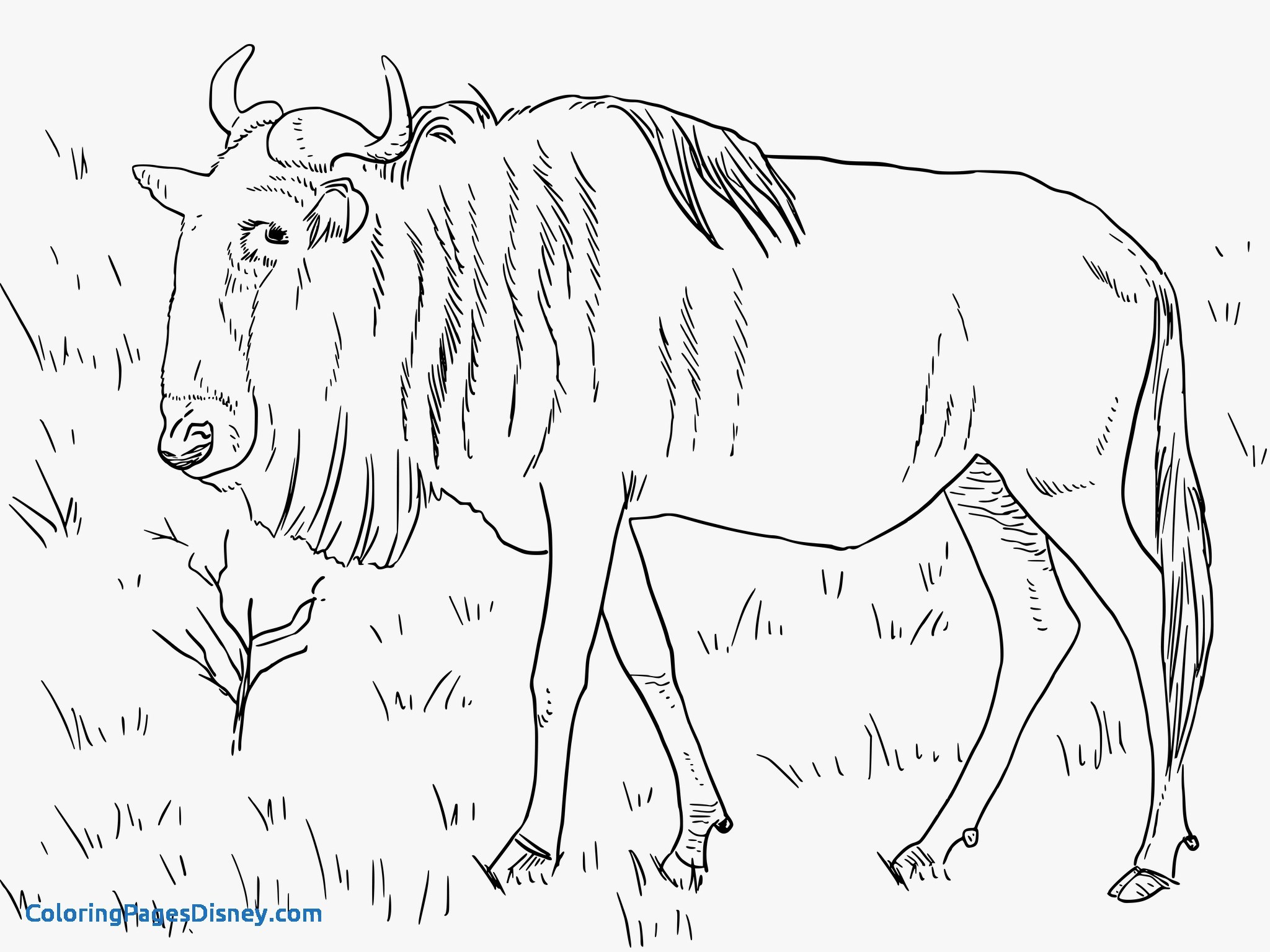 Wildebeest Coloring Pages Beautiful Wildebeest Coloring Pages 2048x1535 Wildebeest Coloring Pages Beautiful Wildebeest Coloring Pages