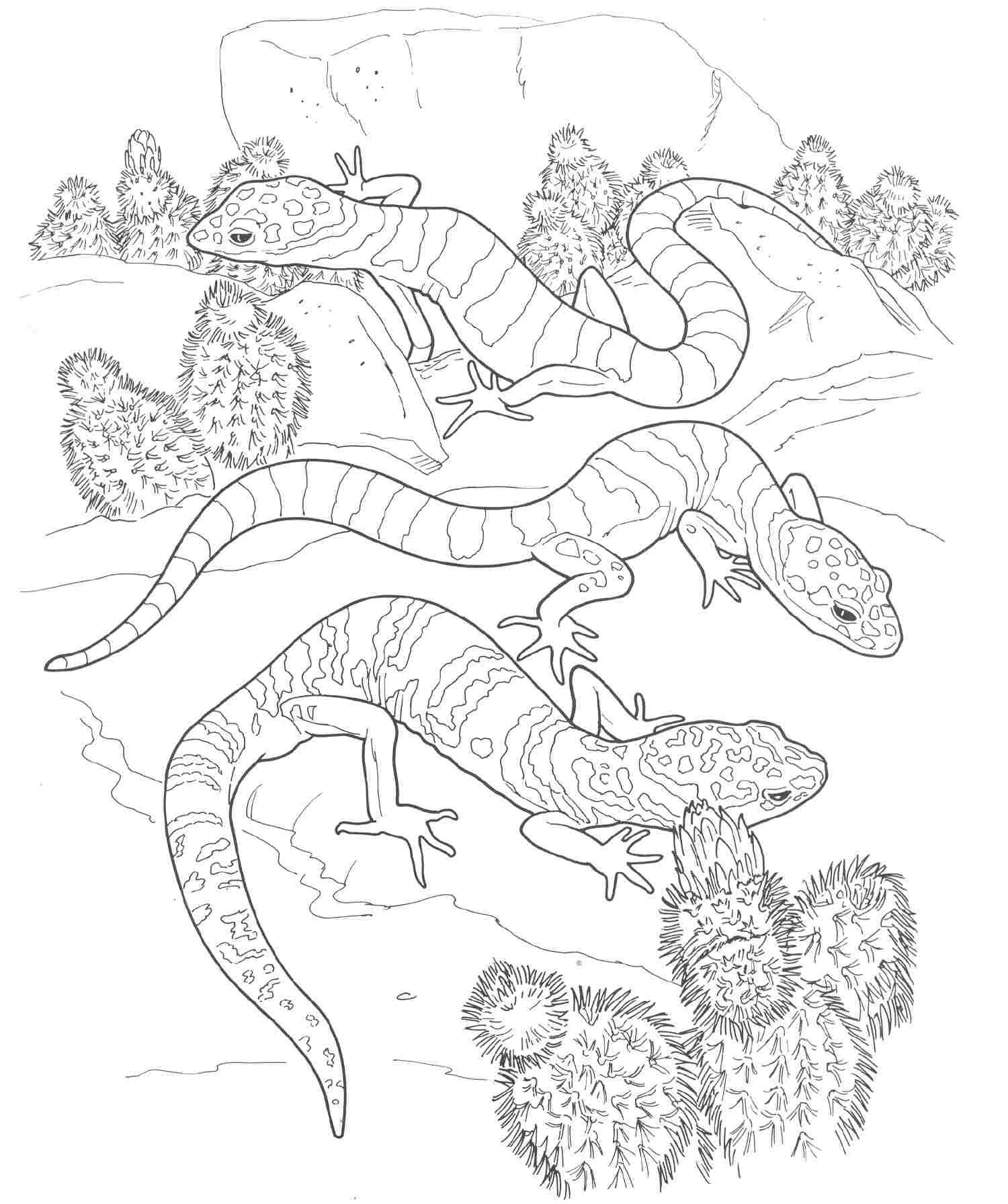 1500x1791 Printable Pictures Of Desert Animals And Plants Coloring Pages