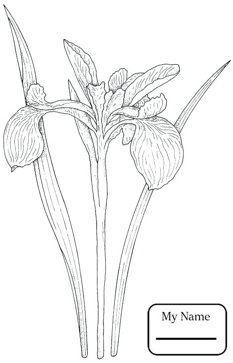 Texas Tech Coloring Pages Coloring Pages Wildflower Coloring Pages 471x734 Texas Tech Coloring Pages Coloring Pages Wildflower Coloring Pages