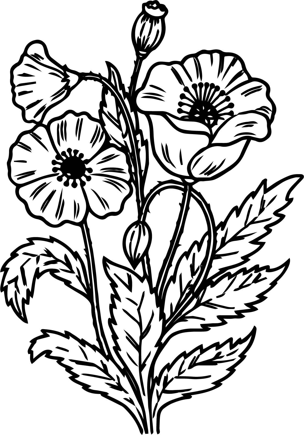 Wildflower Coloring Pages at GetColorings.com | Free printable ...