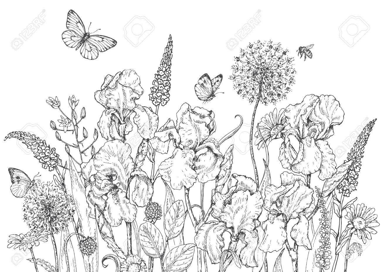 Best Hand Drawn Line Illustration With Iris And Insects Picture 1300x928 Best Hand Drawn Line Illustration With Iris And Insects Picture