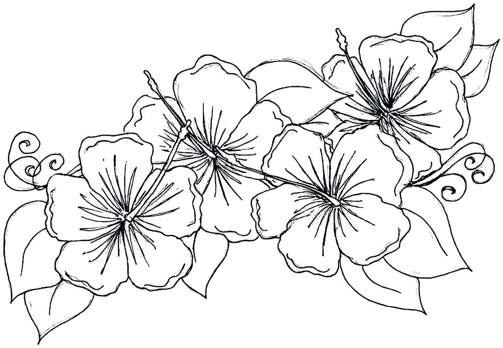 Wildflower Coloring Pages Flower Celebrating Wildflowers Coloring 1024x708 Wildflower Coloring Pages Flower Celebrating Wildflowers Coloring