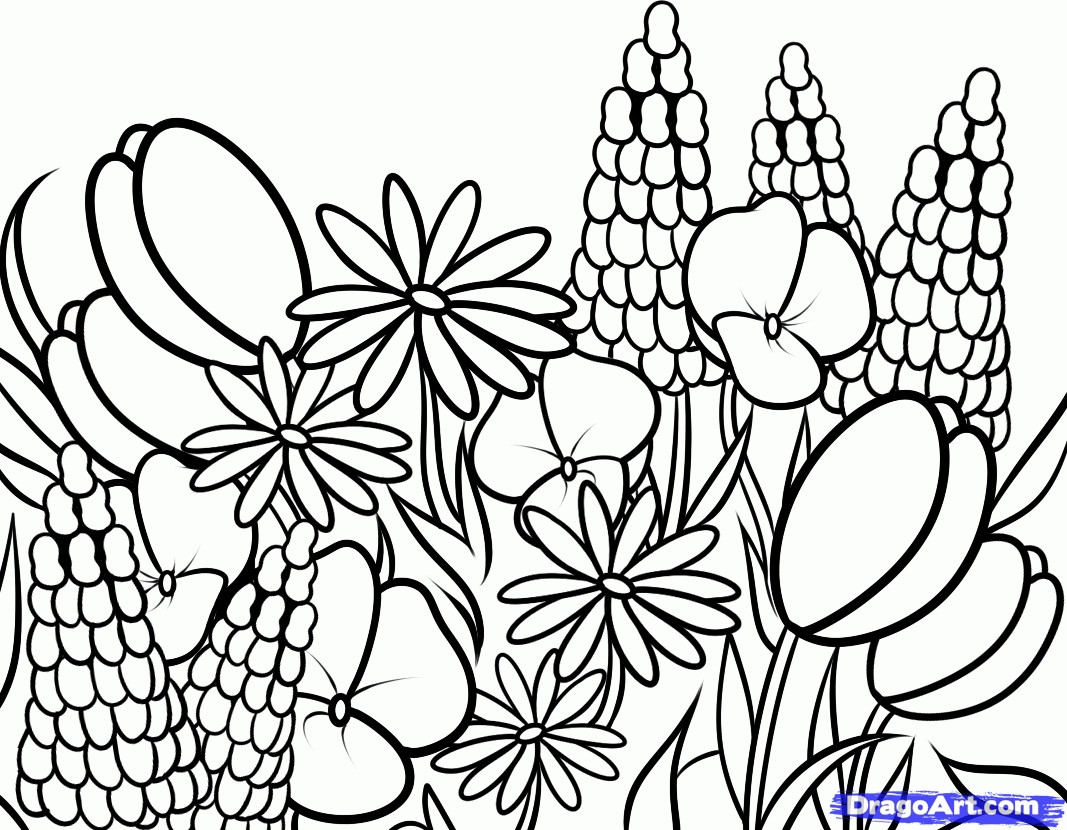 Coloring Pages Of Meadow Flowers 17 T Wildflowers Page 11 Wild 1067x830 Coloring Pages Of Meadow Flowers 17 T Wildflowers Page 11 Wild