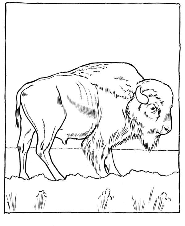 Wildlife Coloring Pages
