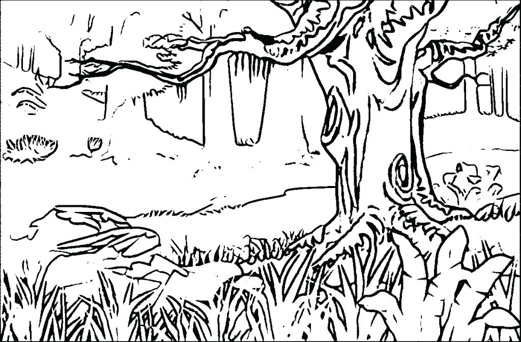 1024x673 Rainforest Animal Coloring Pages Coloring Page Best Coloring Pages